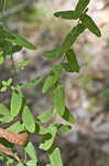 Spotted St. Johnswort